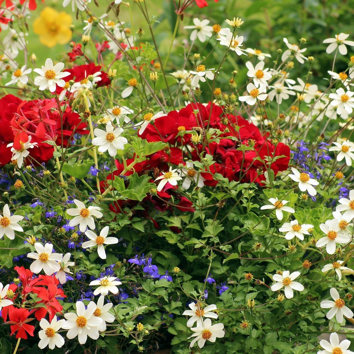 Summer Garden