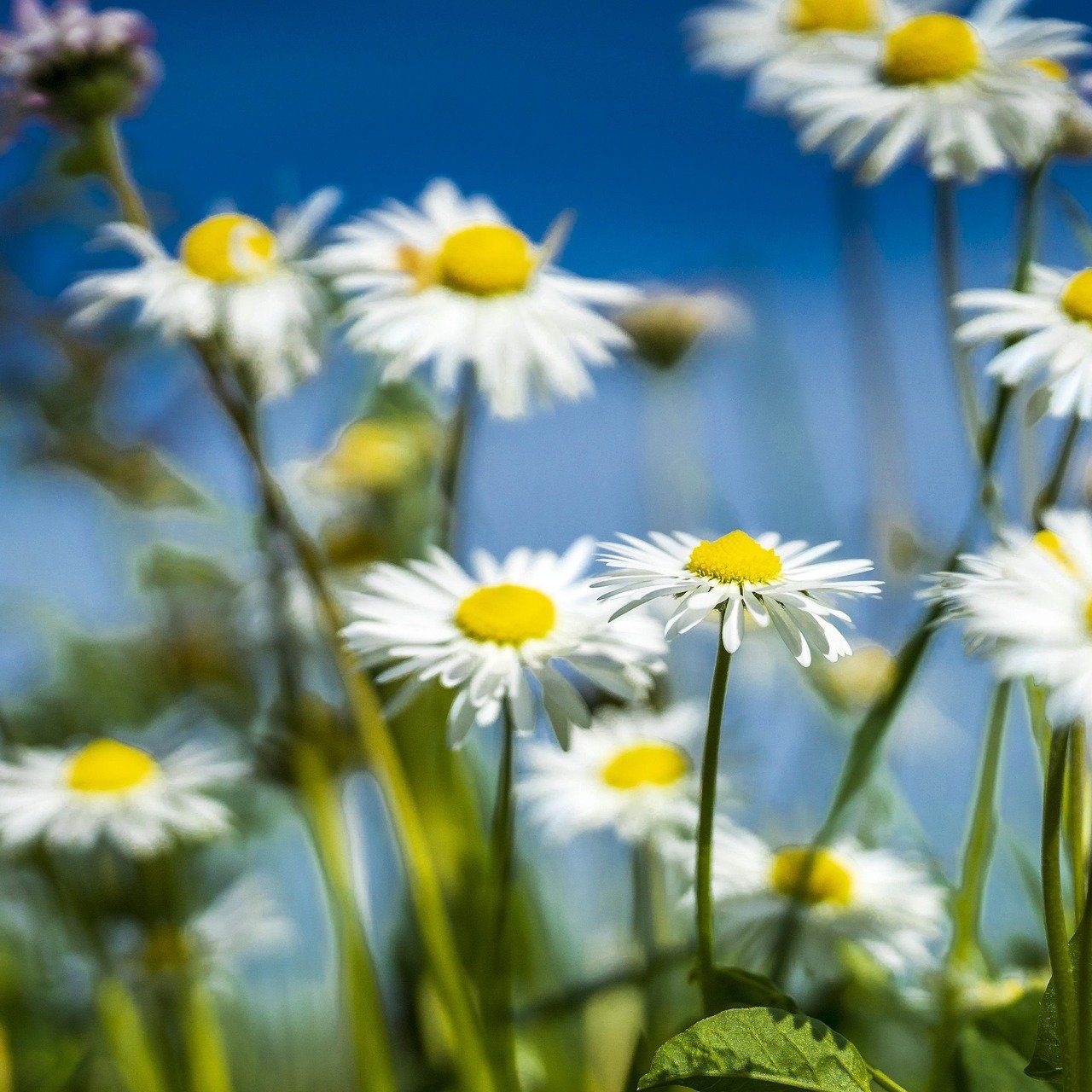 Daisies