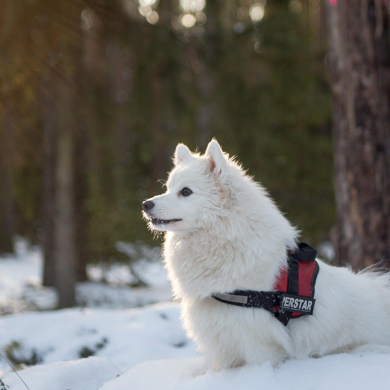 Winter Dog