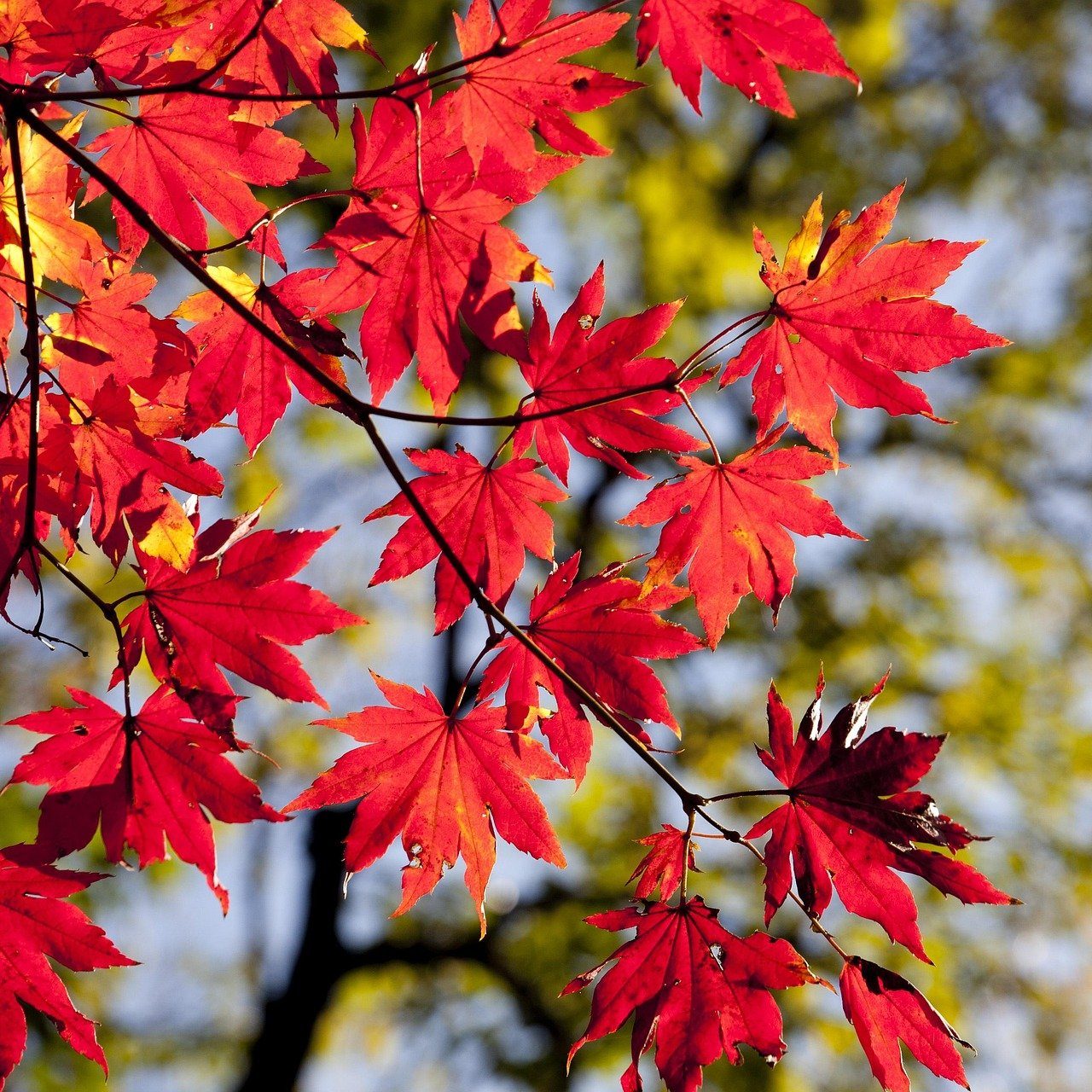 Autumn Leaves