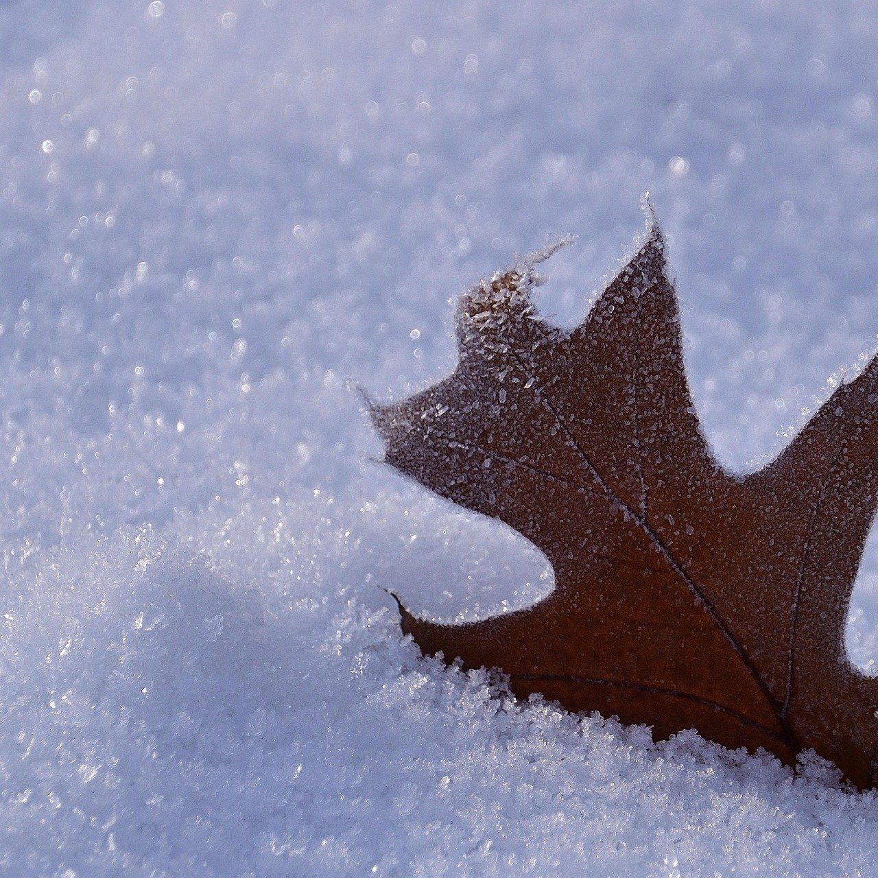 Snowy Leaf