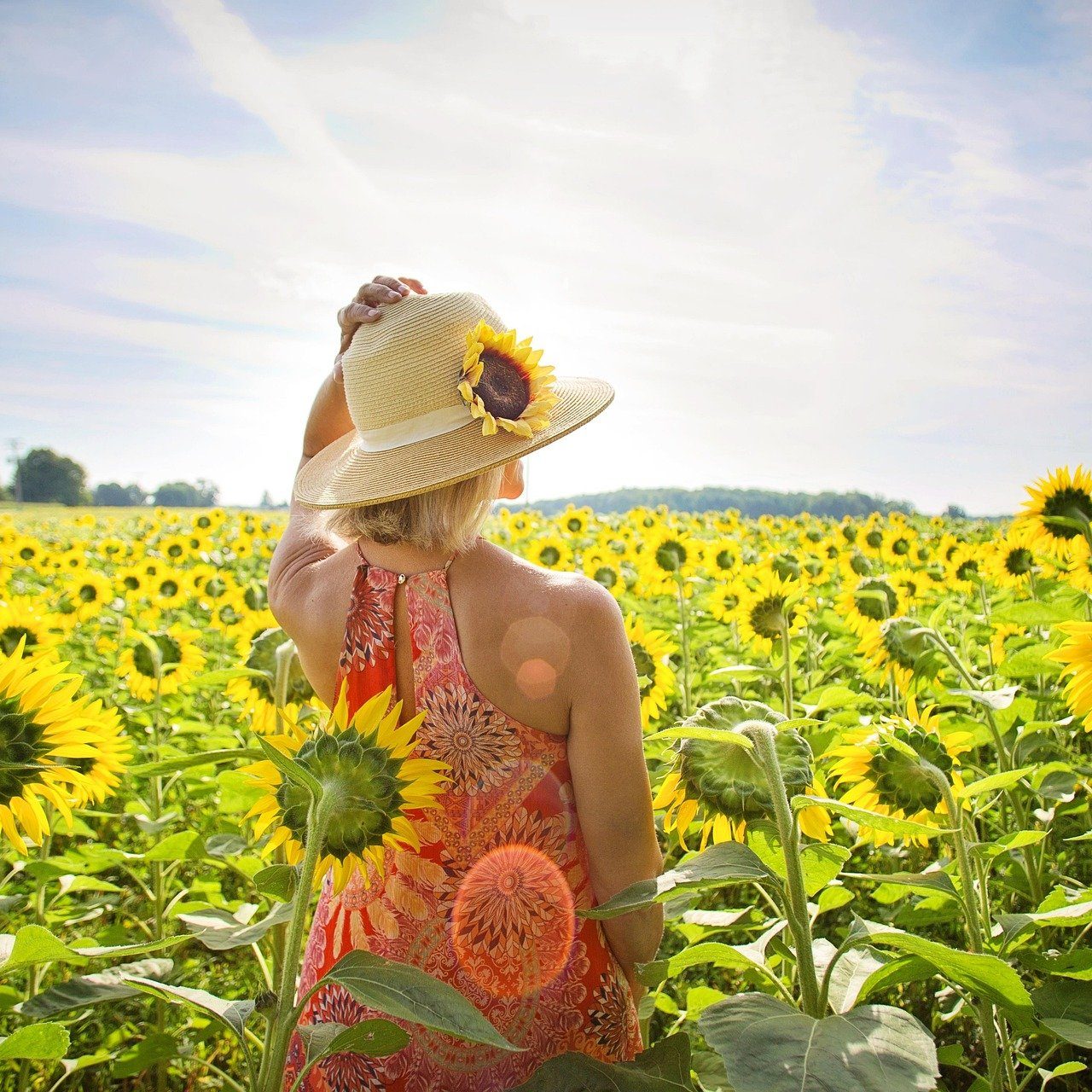 Sunflowers