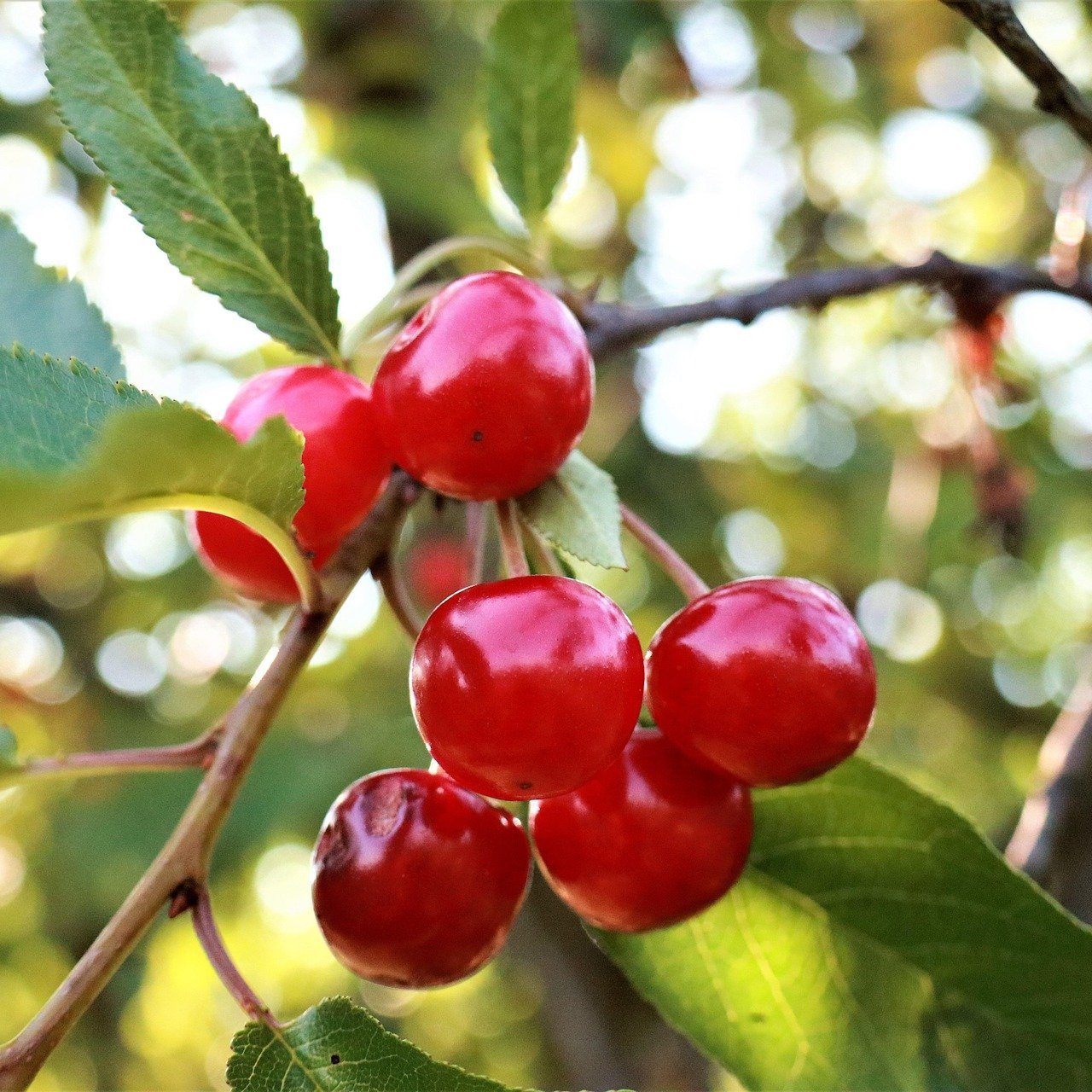 Cherries