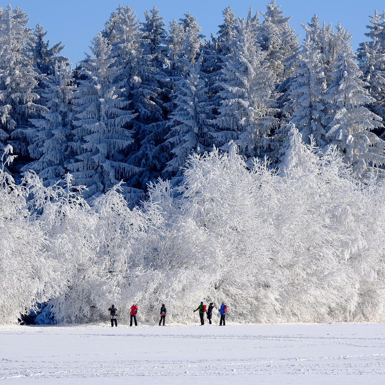 Winter Trees