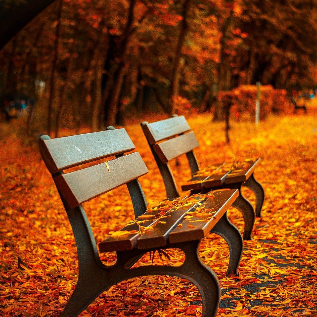Autumn Bench