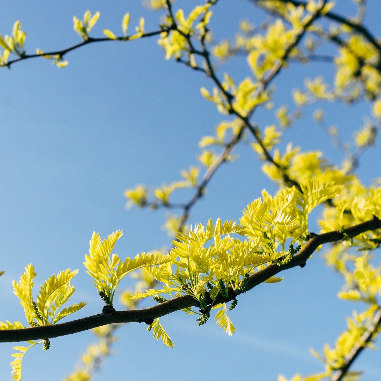 Spring Leaves