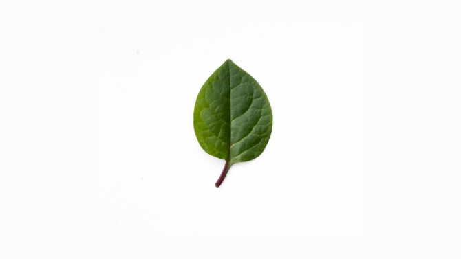 A leaf with a central vein and simple outline