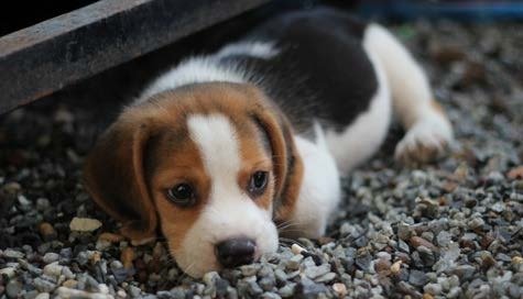 Image for the assembly story Acceptance - The Slow Puppy about Compassion; Acceptance; The value of each person