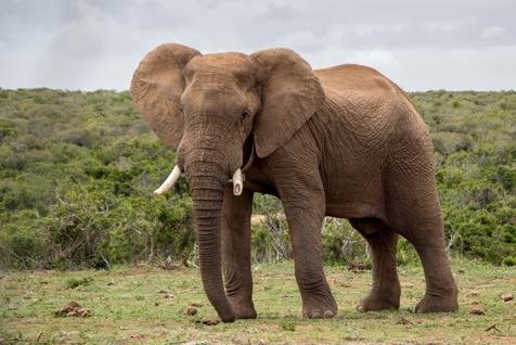 Image for the assembly story Big Picture - Blind Men and the Elephant about Seeing the bigger picture.