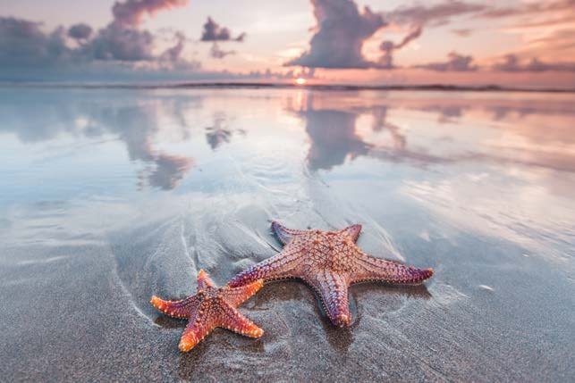 Image for the assembly story Contribution - The Starfish about Making a difference/contribution; the value of helping one person