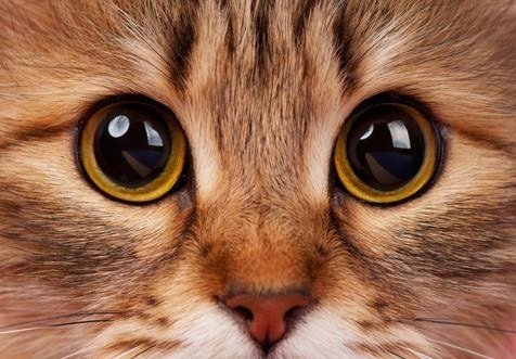 Image for the assembly story Creativity - Cat's Eyes about Creativity; Love.