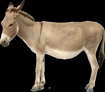 Image for the assembly story Determination - The Clever Donkey about Overcoming difficulties; Perseverance; Determination.