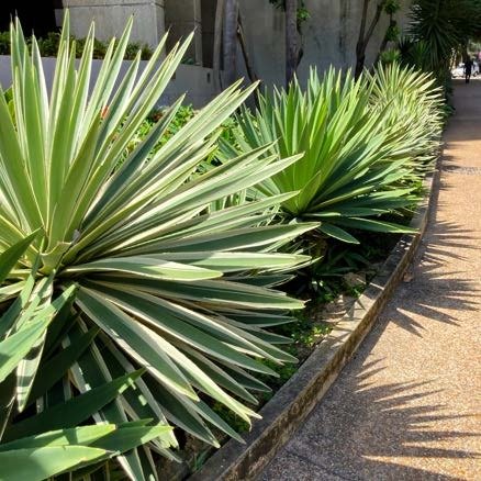 Image for the assembly story Facing Challenges - How Sisal Grows about Facing challenges