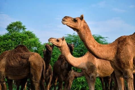 Image for the assembly story Maths - Dividing the Camels about Teamwork