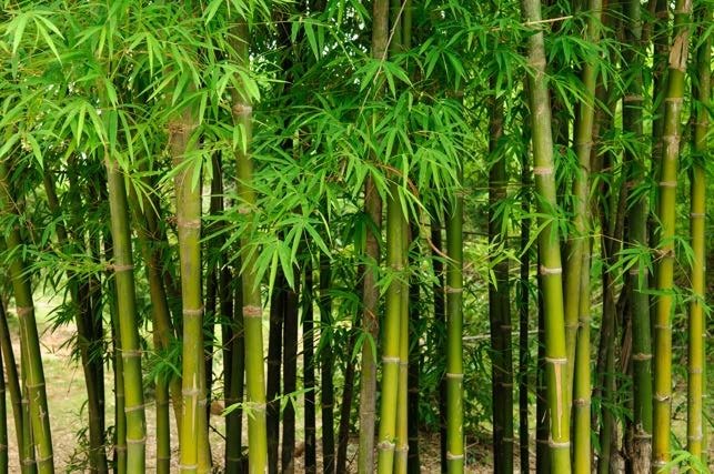 Image for the assembly story Patience - Chinese Bamboo about Patience; Gratitude; Education, Vision.