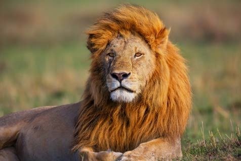 Image for the assembly story Self Control - Lion without a roar about Self-control and moderation