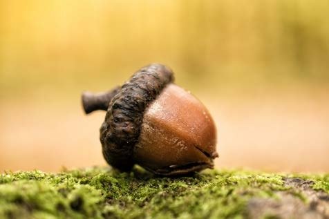 Image for the assembly story Temper - Oak Tree from Acorn about Self-control