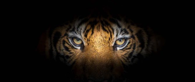 Image for the assembly story Wake Up - There's A Big Tiger Chasing You about Friends, sharing